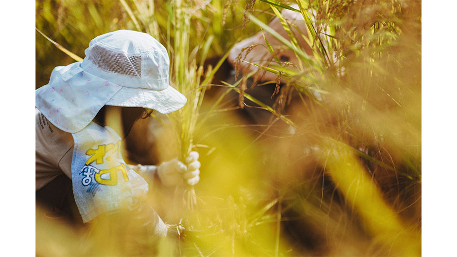 さとゆめ稲刈り